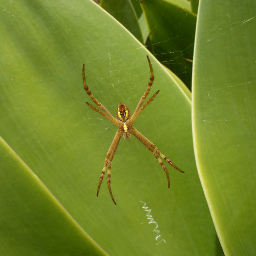 A St. Andrews Cross Spider in Royal Botanic Gardens, Sydney Australia. Photo: N. Hayter