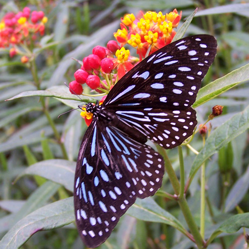Malaysian Buttefly, Butterfly Farm Cameron Highlands Malaysia. Photo: N. Hayter