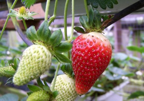 Cameron Highlands Strawberry Farm. Photo: N.Hayter