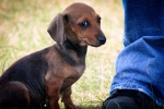 Young Dachshund Puppy. N.Hayter 2010.