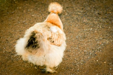 Silkie Chicken. Photo: N.Hayter 2011