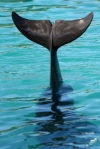 Dolphin Tail Sea World. N.Hayter 2011