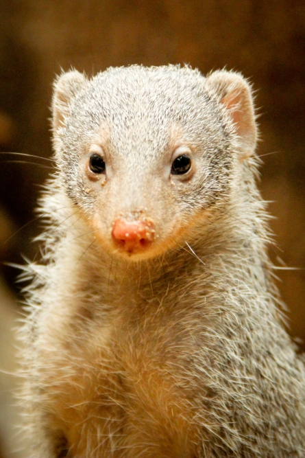 Mongoose Central Park Zoo NYC. N.Hayter 2012