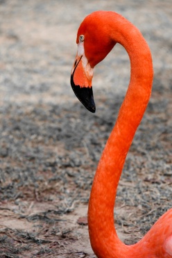 Caribbean Flamingo Nassau Bahamas. N.Hayter 2012
